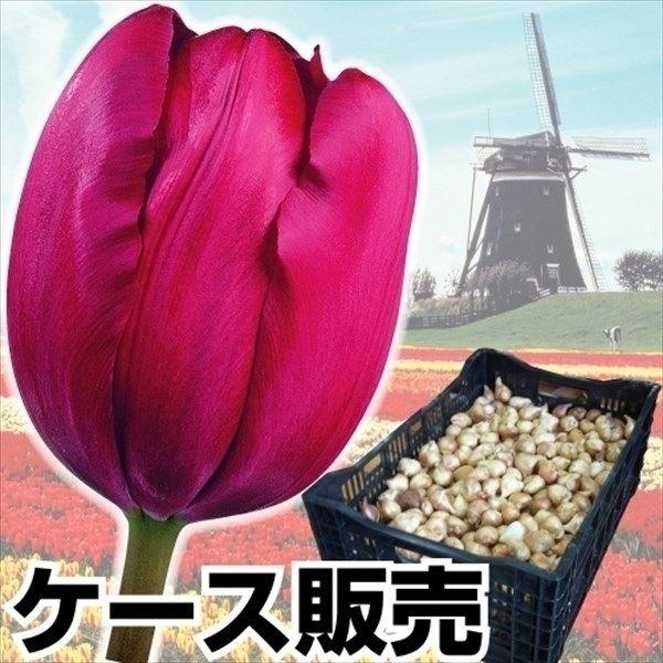 チューリップ 球根 普通球 紫花 ケース販売 1100球 チュウリップ 花の球根 国華園 Ypt Or Id