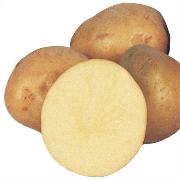 国華園 種芋 秋植えじゃがいも ニシユタカ 1kg