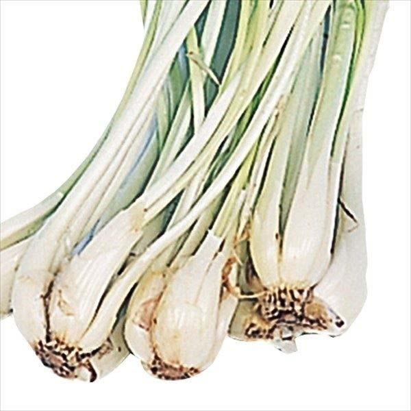 らっきょう Diy 工具の人気商品 通販 価格比較 価格 Com