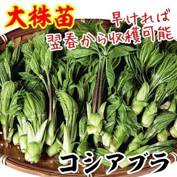早ければ翌年より収穫可能●商品情報山菜の王者「タラノキ」よりもコクと香りが濃厚!天ぷら・和え物・煮物の他に、バター炒めにしても美味しい!!コシアブラの苗。●お届け状態：根巻苗●分類：落葉高木●収穫期(約)：4〜5月●耐寒性：強/寒冷地でも地...