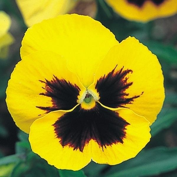 パンジー 種 芯黒黄花 1袋 60mg パンジーの種 パンジーの花 花たね 花の種 種子 タネ 国華園 10 P7 014 花と緑 国華園 通販 Yahoo ショッピング