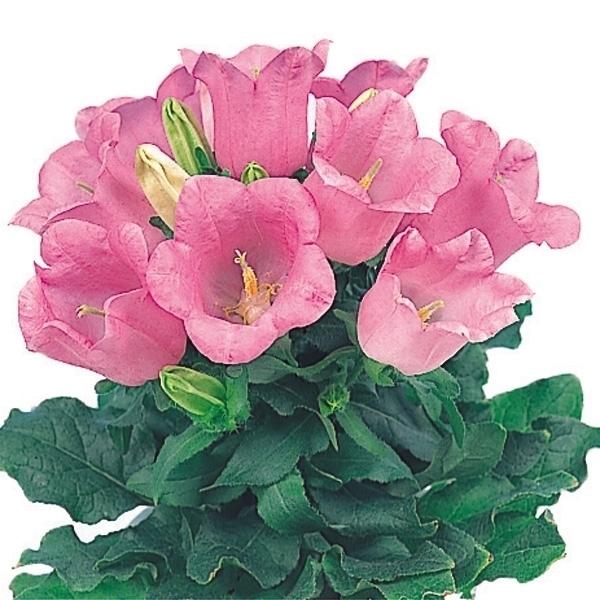 種 花たね つりがね草 ピンク 1袋 100mg 10 P7 077 花と緑 国華園 通販 Yahoo ショッピング