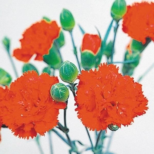 種 花たね カーネーション エティセラント 1袋 0mg 10 P7 093 花と緑 国華園 通販 Yahoo ショッピング