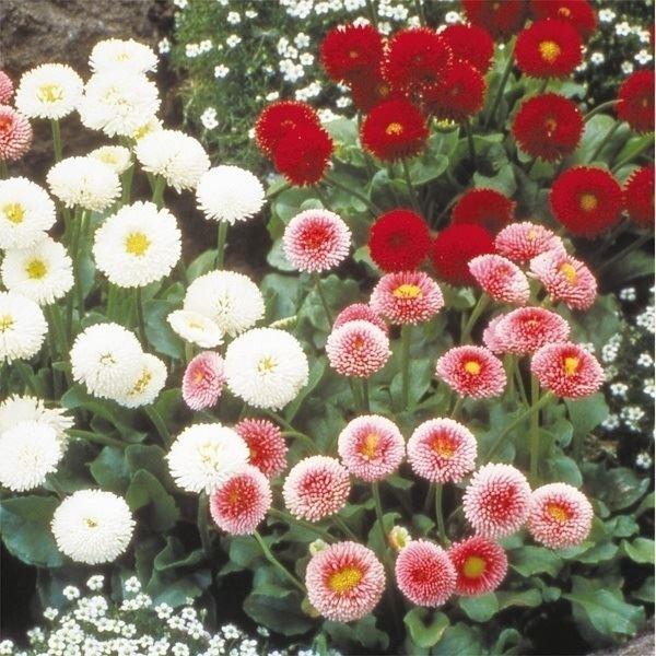 種 花たね ポンポンデージー混合 1袋 30mg 10 P7 152 花と緑 国華園 通販 Yahoo ショッピング