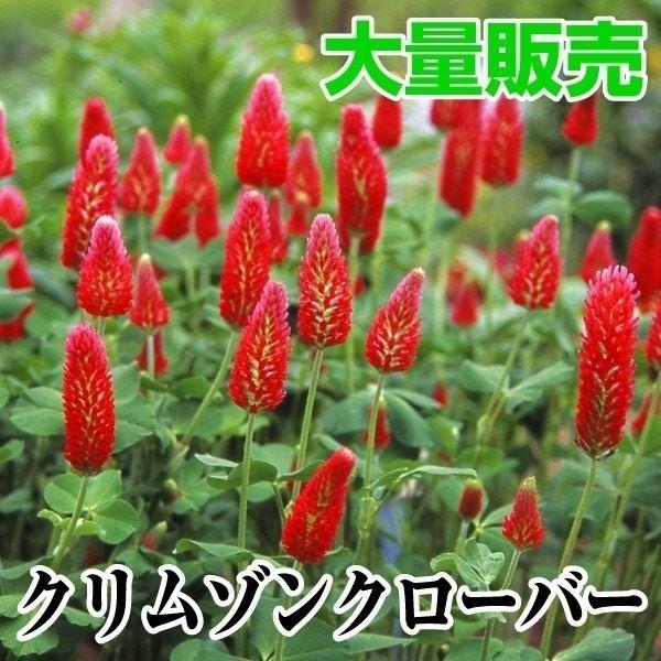 クローバー 種 大量たね クリムゾンクローバー 1袋 1000g クローバーの種 クローバーの花 ストロベリーキャンドル 花たね 花の種 種子 タネ 国華園 10 P7 336 花と緑 国華園 通販 Yahoo ショッピング