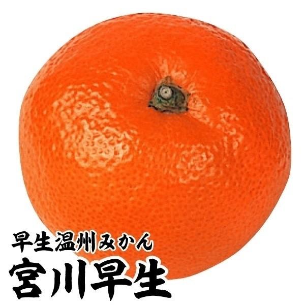 ●商品情報：早生温州みかんの定番品種。樹勢強く結実しやすい。豊産性で毎年よく結実します。●お届け状態：接木1年生根巻苗●分類：常緑樹●収穫期(約)：10月中旬〜●生長後の樹高(約)：2.5〜3m●耐寒性：中/冬は霜除けしてください●日照：日...