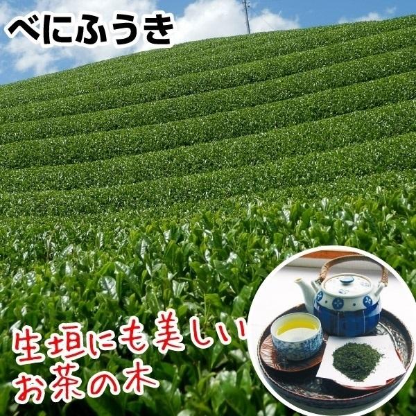 日本茶の木商品情報ふくよかな香りと独特の旨味が魅力。樹姿は開帳型で分枝よく多収。お茶の木。お届け状態ポット苗種類常緑低木収穫春日照半日陰耐寒性中/冬は霜除けしてください