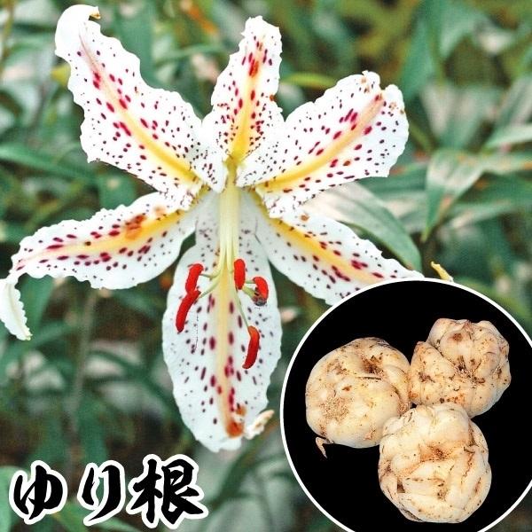 山菜苗 ユリ根 山ユリ 2球 百合根 家庭菜園 自給自足 国華園 12 P3 351 花と緑 国華園 通販 Yahoo ショッピング
