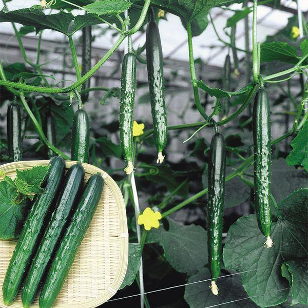 ●商品情報：病気に強く多収！　不動の人気キュウリ。各種病害に強く、生育後半まで生育旺盛なので谷間なく長期間収穫できる多収品種。果実は濃緑で光沢あり、食味も最高です。●果長（約）：25cm●お届け状態：種子●入り数の目安：1mlあたり約15〜...
