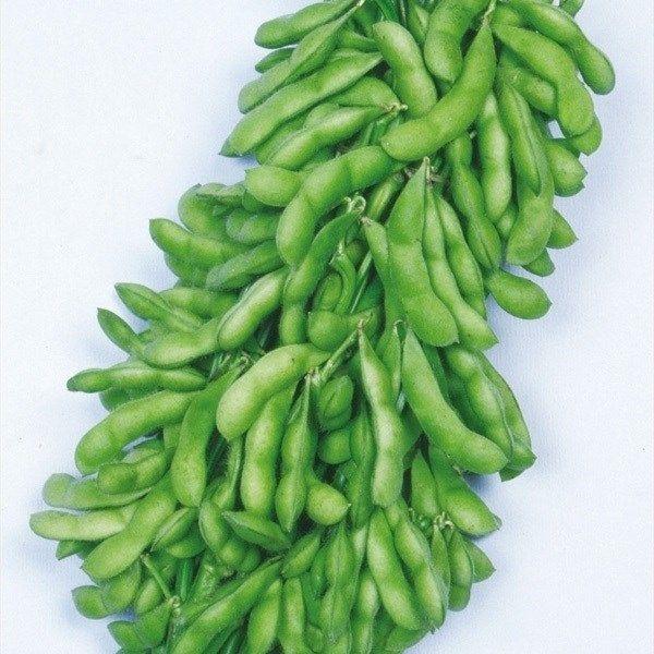 ●商品情報：大莢で3粒莢多い豊産種。白毛の中早生タイプで、播種後約85日で収穫期に達する。家庭菜園にピッタリ。●早晩性：早生●お届け状態：種子●入り数の目安：30mlあたり約60〜90粒※品種により差があります。●発芽適温：25〜30℃※発...