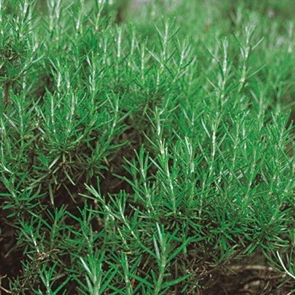 ●商品情報：料理の香り付けや入浴剤に！ 料理・お菓子作りに役立つハーブいろいろ。キッチンガーデンにもおすすめです。●お届け状態：種子●備考：播種や植え付け後の栽培条件、天候等によりその結果が異なることがありますが、弊社の責と考えられる結果不...