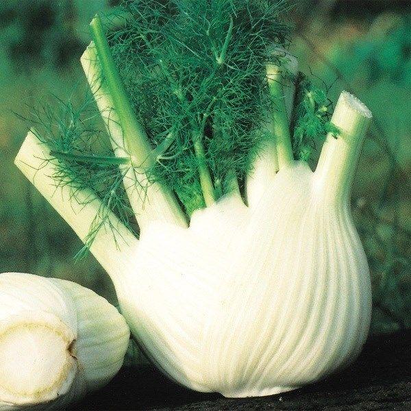 ●商品情報：株元をサラダやマリネに！！ 料理・お菓子作りに役立つハーブ。キッチンガーデンにもおすすめです。●お届け状態：種子●備考：播種や植え付け後の栽培条件、天候等によりその結果が異なることがありますが、弊社の責と考えられる結果不良の責め...