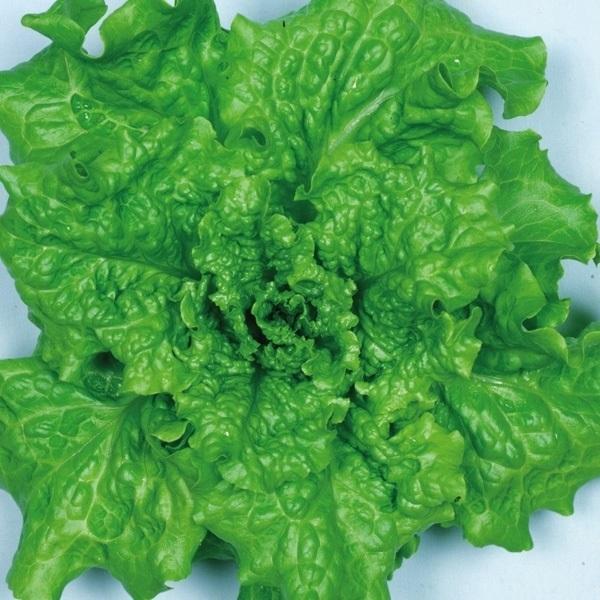 種 野菜たね レタス 青ちりめんレタス 1袋 3ml 野菜のタネ 野菜 種子 れたす 国華園 12 P6 092 花と緑 国華園 通販 Yahoo ショッピング