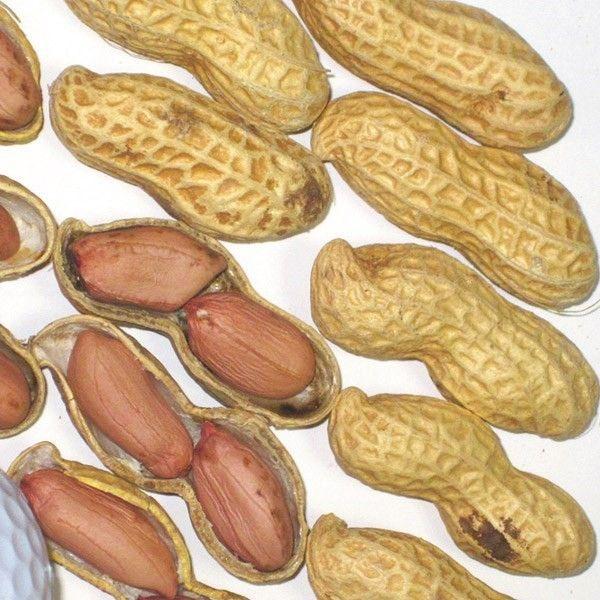 ●商品情報：ゆで落花生として有名。収量が多くて大粒の早生品種。ゆで落花生にすると最高です！●お届け状態：種子●入り数の目安：25mlあたり約15〜20粒※入り数は目安です。品種により差があります。●発芽適温：25〜30℃※発芽させるには播種...