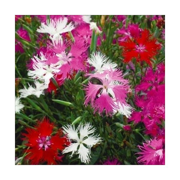 花と緑 国華園 カーネーション なでしこ 花たね Yahoo ショッピング