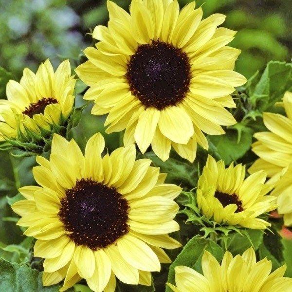 美色高性種●商品情報：全国で栽培可能な1年草。育てやすく、夏の花壇の主役に相応しい。切花にも最適!●お届け状態：種●分類：1年草●花期：7〜9月●草丈：160cm ※種子の粒数はおおよその目安を記載しております。実際の粒数とは多少差異があり...