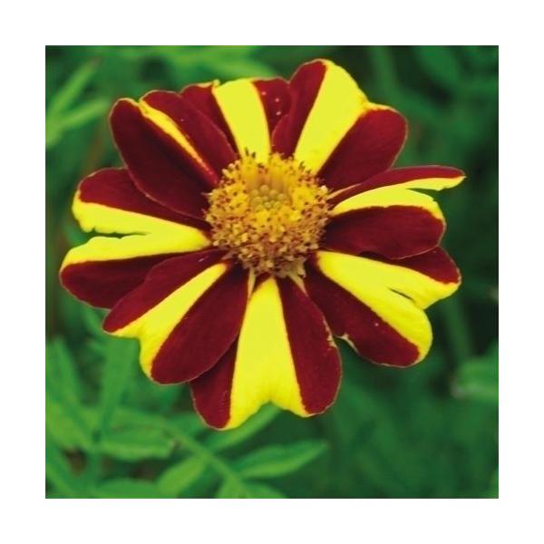 とってもユニーク●商品情報：コンパニオンプランツとしても注目されています。全国で栽培可能で、夏に一度切り戻すと晩秋まで美しい花が楽しめます。●お届け状態：種●分類：1年草●花期：6〜10月●草丈：50cm ※種子の粒数はおおよその目安を記載...