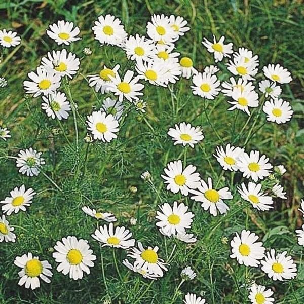 種 花たね ローマンカモミール 1袋 100mg 花のタネ 花 種子 タネ 花壇 ガーデニング 国華園 12 P7 024 花と緑 国華園 通販 Yahoo ショッピング