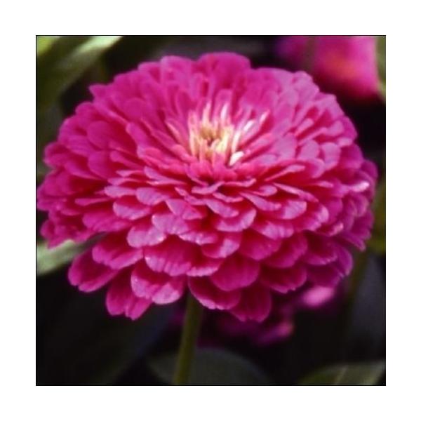 存在感抜群●商品情報：全国で栽培可能!栽培簡単で生育が早く、開花期間が長い。花持ち良く、庭植えでも、切花にしても十分に楽しめます。※栽培環境により一重咲きになる場合があります。●お届け状態：種●分類：1年草●花期：7〜10月●草丈：90cm...