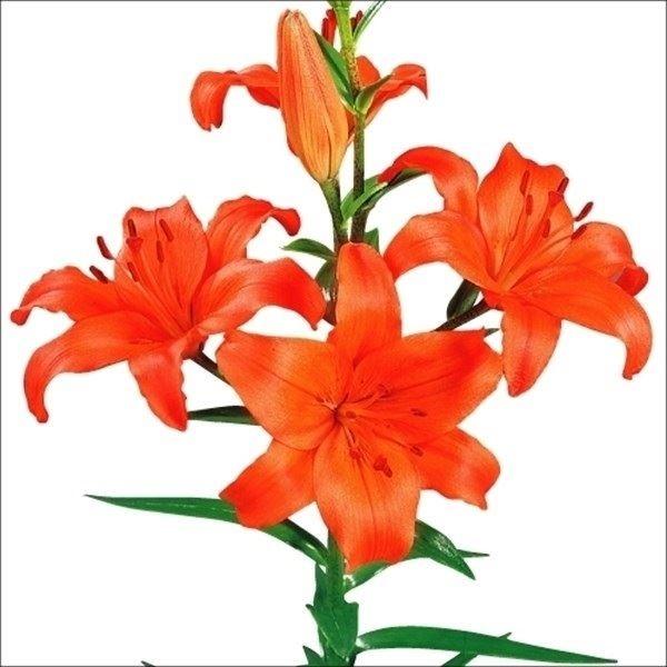 ●学名・英名：Lilium ●商品情報：大人気のお買得すかしゆりの球根。●お届け状態：球根●開花期：6月●草丈：80-120cm●耐寒性：強●日照：日なた●栽培適地：庭・鉢・切花●注意事項：※商品画像は開花後のイメージです。