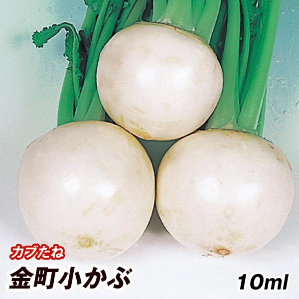野菜たね 種 カブ 金町小かぶ 1袋 10ml 蕪 かぶら 野菜の種 国華園 12n P6 004 花と緑 国華園 通販 Yahoo ショッピング
