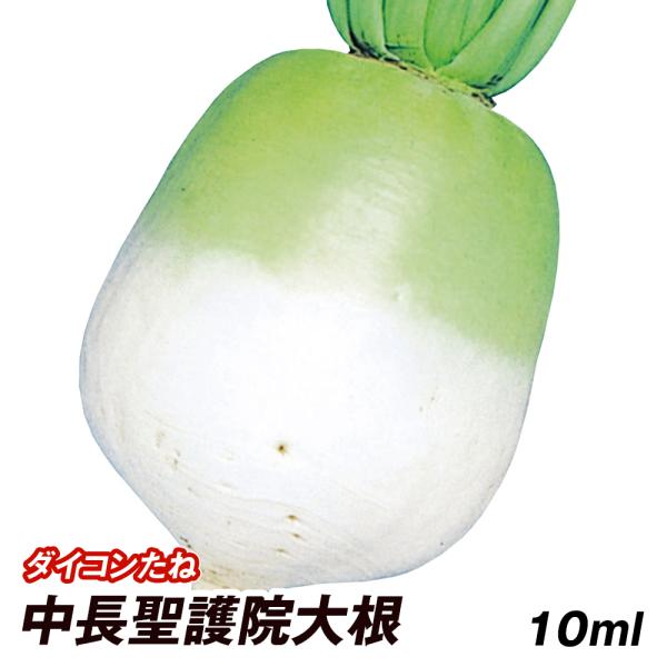 種 野菜たね ダイコン 中長聖護院大根 1袋（10ml） 大根 野菜の種 国