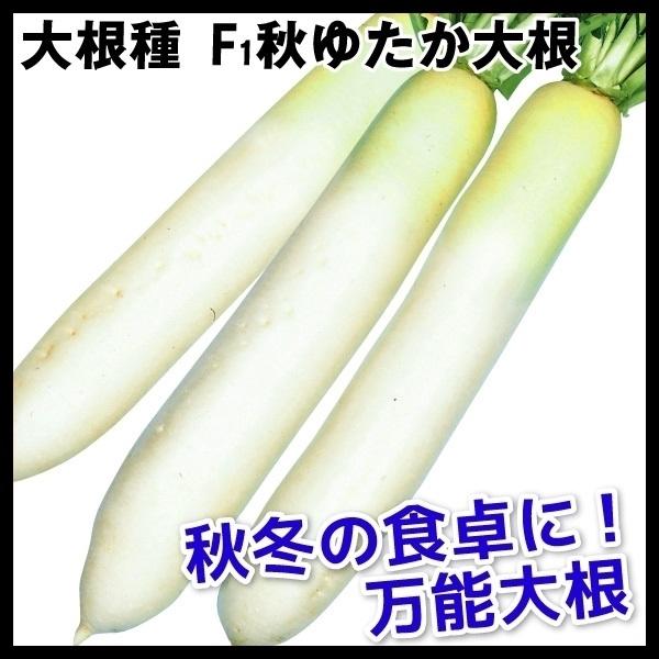 大根 ダイコン タネ F1秋ゆたか大根 1袋(3ml) 種 野菜たね 【YTC08】 :2012n-p6-023:花と緑 国華園 - 通販 - Yahoo!ショッピング 大根 ダイコン タネ F1秋ゆたか大根 1袋(3ml) 種 野菜たね 【YTC08】 :2012n-p6-023:花と緑 国華園 - 通販 - Yahoo!ショッピング