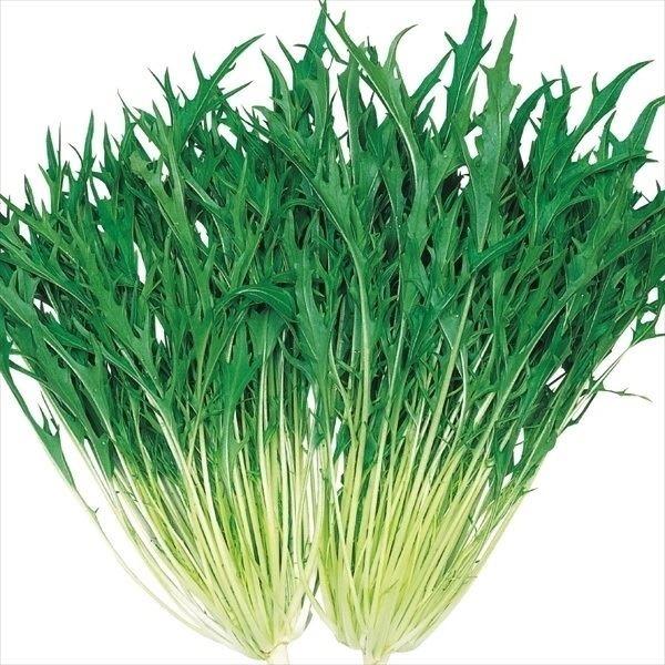 ミズナ 種 野菜たね 菜類 F1早生シャキ水菜 1袋 10ml 野菜のタネ 野菜 種子 水菜の種 ミズナ タネ Ytc63 国華園 12n P6 048 花と緑 国華園 通販 Yahoo ショッピング