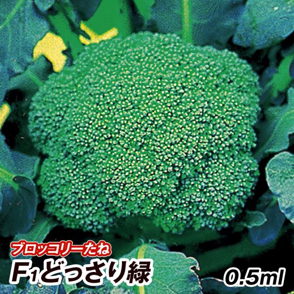 野菜たね 種 ブロッコリー F1どっさり緑 1袋 0 5ml 花野菜 ハナヤサイ 野菜の種 国華園 12n P6 067 花と緑 国華園 通販 Yahoo ショッピング