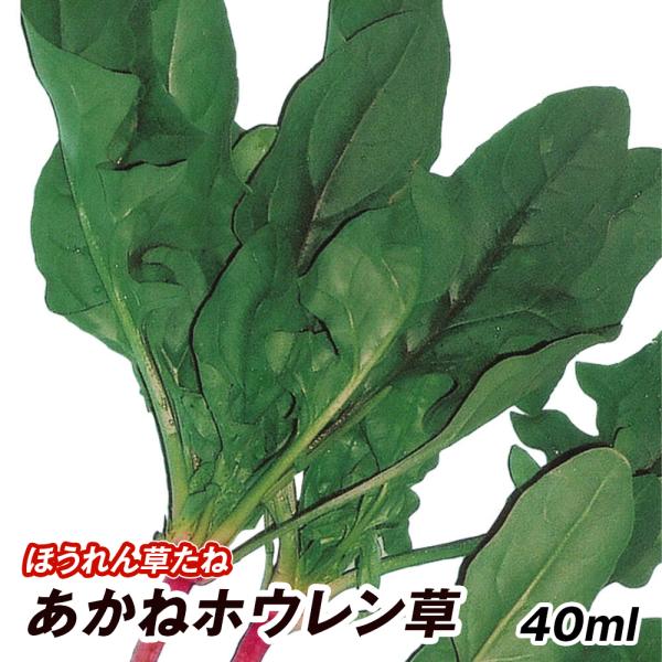 ほうれん草 ホウレンソウ 法蓮草 ホウレン草 タネ あかねホウレン草 1袋 40ml 種 野菜たね Ytc44 12n P6 079 花と緑 国華園 通販 Yahoo ショッピング