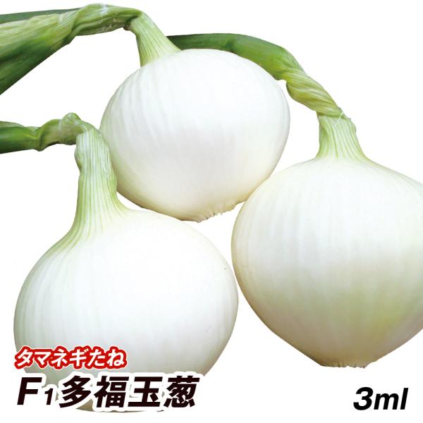 タマネギ 種 野菜たね F1多福玉葱 1袋 5ml 野菜のタネ 野菜 種子 タマネギの種 タマネギ 玉葱 玉ねぎ たまねぎ タネ Ytc01 国華園 12n P6 1 花と緑 国華園 通販 Yahoo ショッピング