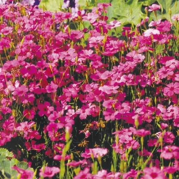種 花たね ビスカリア ピンクエンジェル 1袋 100mg 12n P7 039 花と緑 国華園 通販 Yahoo ショッピング