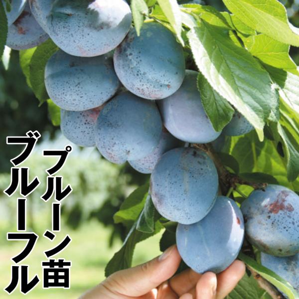 プルーン 苗木 ブルーフル 1株 苗 プルーンの木 果樹苗 西洋スモモ 国華園 12n P8 175 花と緑 国華園 通販 Yahoo ショッピング