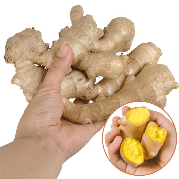 鮮やかな黄金肉が食欲をそそる!●商品情報：パキッとショウガを折ると、爽やかな香りとともに鮮やかな黄色の果肉が現れます。酸化しにくいので、おろししょうがやきざみしょうがにすると美しく、鮮やかな黄色が食欲をそそります。●お届け状態：種ショウガ●...
