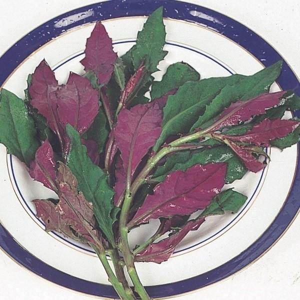 ●商品情報：火を通すとぬめりが出て、風味と歯触りが絶品!●お届け状態：ポット苗●分類：多年草●収穫期(約)：4〜10月●日照：日なた・半日陰●耐寒性：中/冬は霜除けしてください