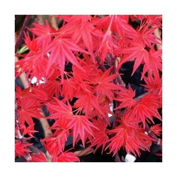●商品情報：紅色の芽吹きが特に美しいモミジ!夏は緑がかった茶、秋は美しい赤に染まる大人気品種。葉は小さめで愛らしい。●お届け状態：10.5cmポット苗●種別：落葉樹●草丈：2〜5ｍ●日照条件：日なた、半日陰●耐寒性：強●栽培適地：庭・鉢・切花