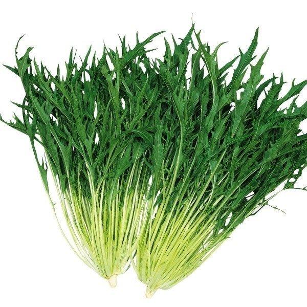 ●商品情報：株張り株揃いに優れており高温期でも節間伸長しにくい早生種です。葉色は濃緑色で、高温期の葉色の出にくい時期でも濃緑で、純白色の葉軸との調和が美しい品種です。プランターでも簡単に栽培できます。葉軸は極細で繊維質が少なく、シャリシャリ...