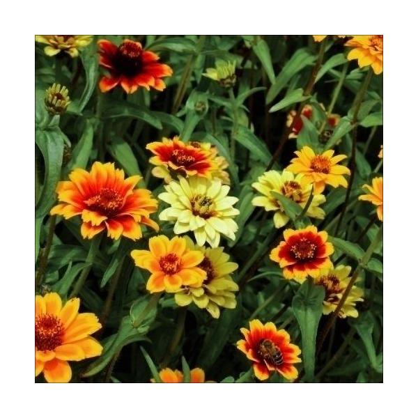 ポップな花色●商品情報：全国で栽培可能!栽培簡単で生育が早く、開花期間が長い。花持ち良く、庭植えでも、切花にしても十分に楽しめます。●お届け状態：種●分類：1年草●花期：7〜10月●草丈：40cm ※種子の粒数はおおよその目安を記載しており...