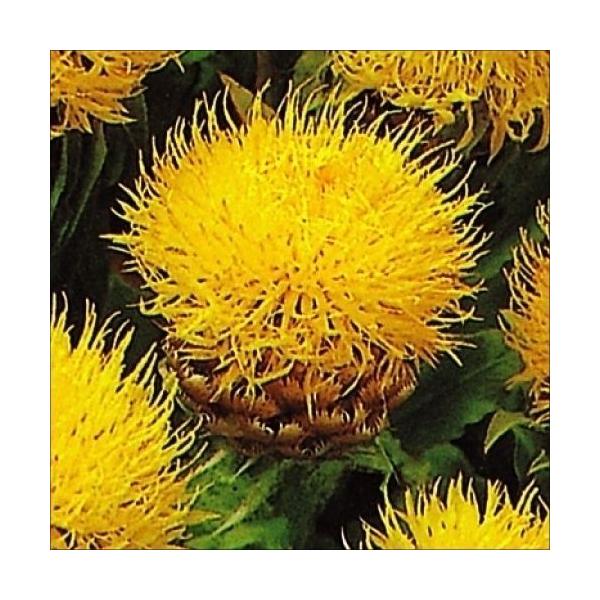 美しい鮮黄花●商品情報：冬には地上部が枯れますが、根が残り、一度植えると何年もお花が楽しめます。1年草と組み合わせて素敵な花壇に!●お届け状態：種●分類：多年草●花期(約)：6〜7月●草丈(約)：65cm ※種子の粒数はおおよその目安を記載...