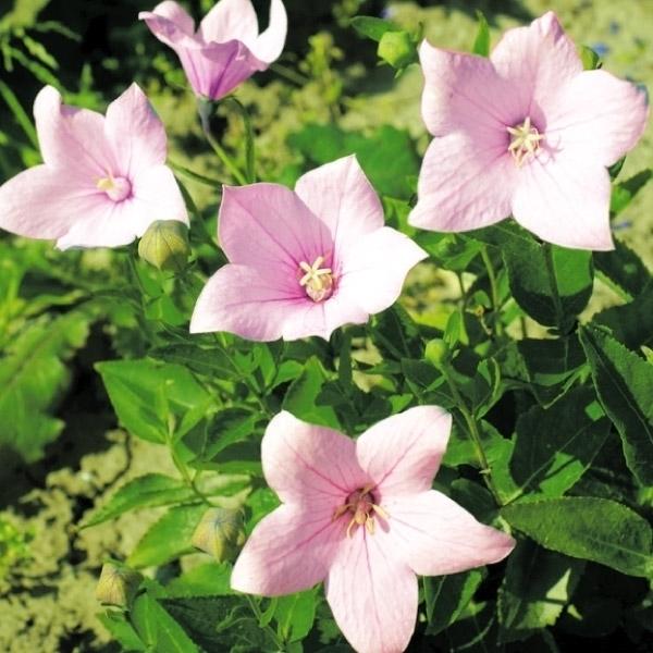 種 花たね キキョウ ピンク 1袋 60mg 花のタネ 花 種子 タネ 桔梗 切花 花壇 ガーデニング 国華園 13 P7 256 花と緑 国華園 通販 Yahoo ショッピング
