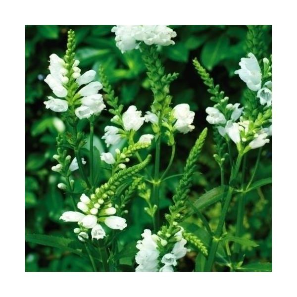 ●商品情報：寒さ・暑さに強い●お届け状態：種(1袋)●分類：多年草●花期(約)：7〜9月●草丈(約)：70cm●備考：※種子の粒数はおおよその目安を記載しております。実際の粒数とは多少差異がありますのでご了承下さい。また、粒の形状・大きさは...