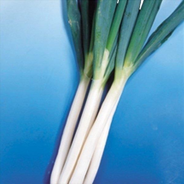 ネギ 苗の人気商品 通販 価格比較 価格 Com