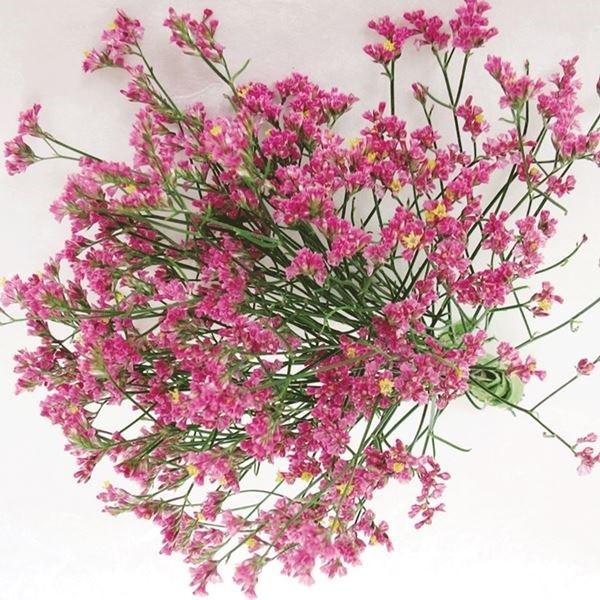 ●商品情報：カラフルで色鮮やかなので、アレンジメントの添え花にはもちろん、リモニュームだけでも美しい。ドライフラワーにも最適   ●お届け状態：ポット苗/多年草   ●耐寒性：強   ●日照：日向   ●栽培適地：庭・鉢・切花   ●開花期...