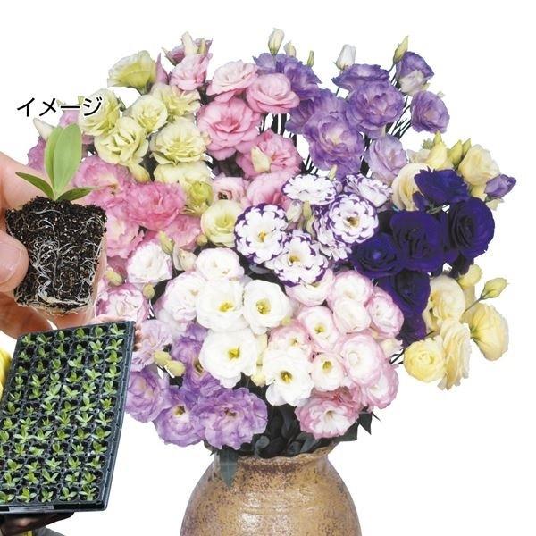 苗 キキョウの人気商品 通販 価格比較 価格 Com