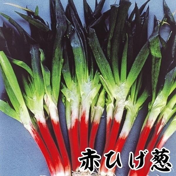 ●商品情報：5〜6本に分けつし土寄せした部分が赤く色づきます(断面は白色)。短めなので栽培しやすく、柔らかくて甘味多く美味しいネギ。●お届け状態：素掘苗●収穫期：秋〜冬●日照：日なた●耐寒性：強●栽培適地：庭・鉢