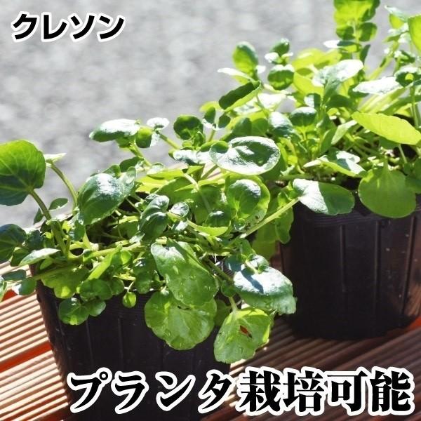 山菜大市商品情報プランターでも栽培できるクレソン! 生育旺盛で繰り返し収穫可能。サラダやおひたしに。お届け状態ポット苗分類多年草収穫期(約)周年日照半日陰耐寒性強/寒冷地でも地植えOK