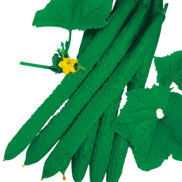 ●商品情報：耐病性抜群で長期収穫OK！　耐暑性・耐病性があり、側枝の発生が旺盛で長期収穫でき、豊産性です。しかも変形果が少なく育てやすい。●果長（約）：28〜30cm●お届け状態：種子●入り数の目安：1mlあたり約15〜20粒入り※品種によ...