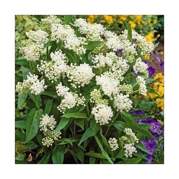 栽培簡単で愛らしい●商品情報：ユニークな花形が魅力で、蕾も花もかわいい切花向き多年草。地植えでも越冬する耐寒性タイプなので育てやすい。●分類：耐寒性多年草●花期：7〜9月●草丈(約)：100cm●発芽適温(約)：20℃●栽培適地：鉢・庭・切...