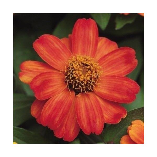 ジニア 種 種の人気商品 通販 価格比較 価格 Com