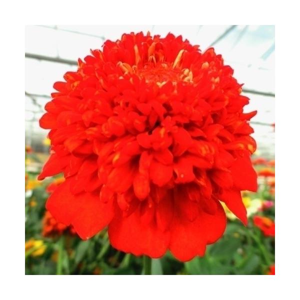 ジニア 種 Diy 工具の人気商品 通販 価格比較 価格 Com